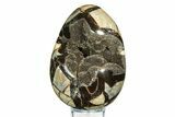 Septarian Dragon Egg Geode - Sparkly Black Crystals #308836-1